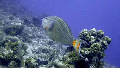 Parrotfish, Stoplight