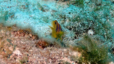 Damselfish, Longfin Juvenile