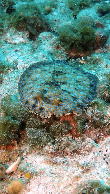 Flounder, Peacock