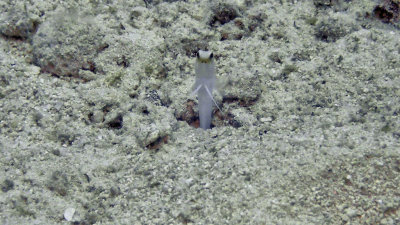 Jawfish, Yellowhead