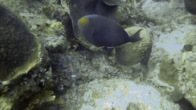 Triggerfish, Black Durgon