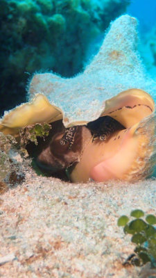 Conch