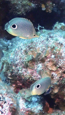 Butterflyfish, Foureye
