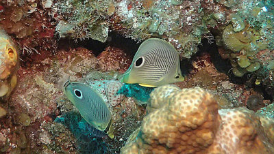 Butterflyfish, Foureye