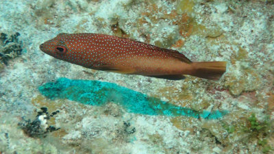 Grouper, Coney