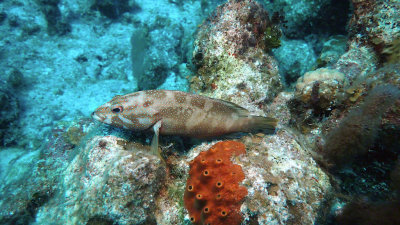 Grouper, Coney