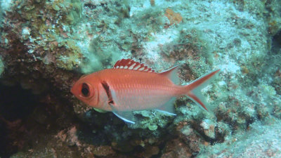 Soldierfish, Blackbar