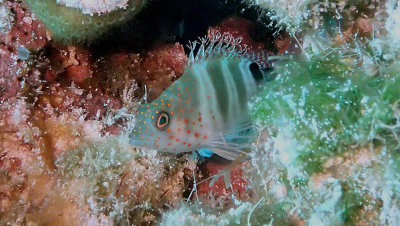Hawkfish, Redspotted