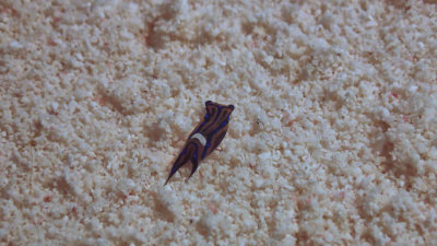 Leech Headshield Slug