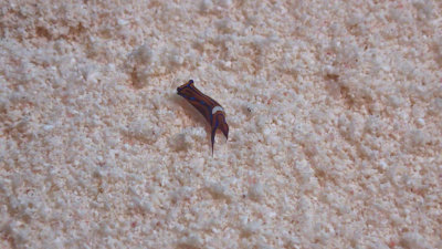 Leech Headshield Slug