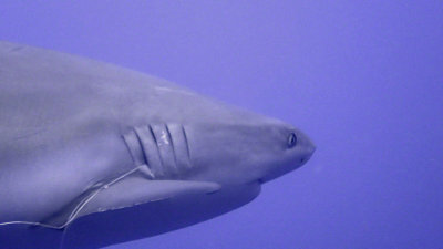 Shark, Grey Reef