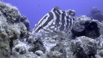 Grouper, Nassau