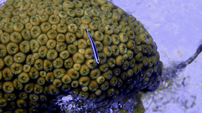 Goby, Cleaning