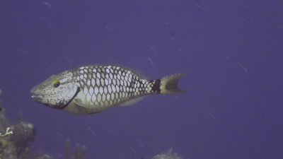 Parrotfish, Stoplight Adult