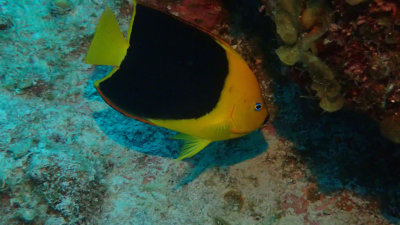 Angelfish, Rock Beauty