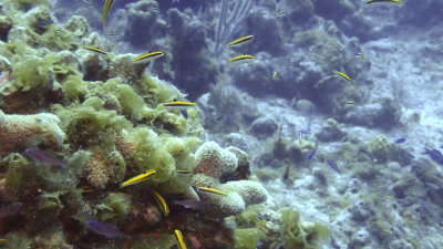 Wrasse, Bluehead - Initial Phase