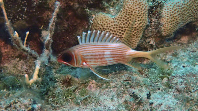 Squirrelfish