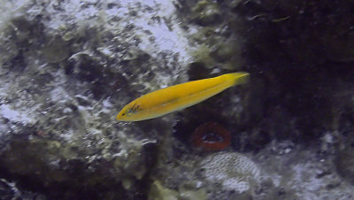 Wrasse, Yellowhead - Juvenile