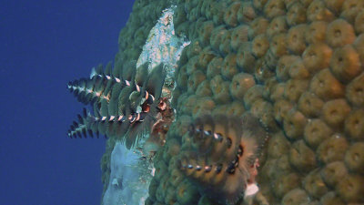 Christmas Tree Worm