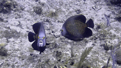 Angelfish, French