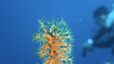 Coral, Sea Rod