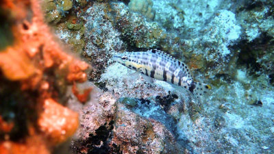 Bass, Harlequin