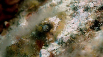 Blenny, Secretary