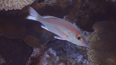 Snapper, Mahogany