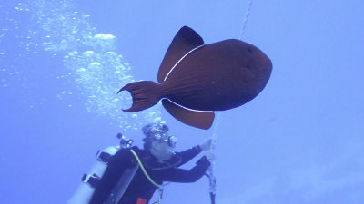 Triggerfish, Black Durgon