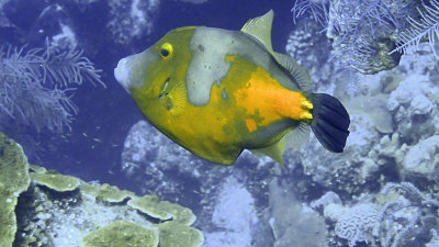 Filefish, Whitespotted