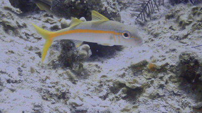 Goatfish, Yellow