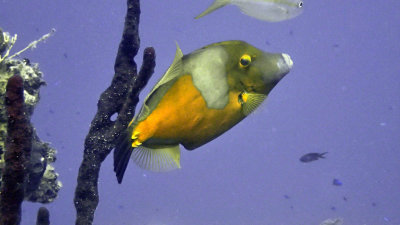 Filefish, Whitespotted