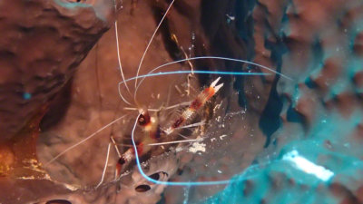 Shrimp, Banded Coral