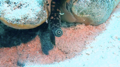 Conch