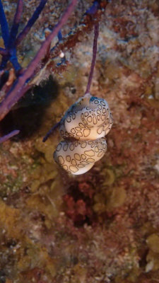 Snail, Flamingo Tongue