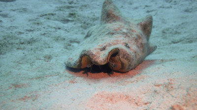 Conch