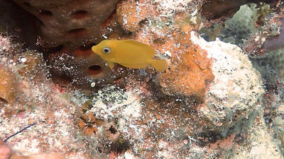 Tang, Blue - Juvenile