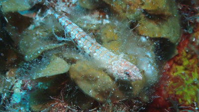 Lizardfish, Sand Diver