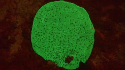Coral flourescing in UV