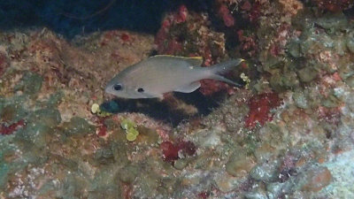 Chromis, Brown