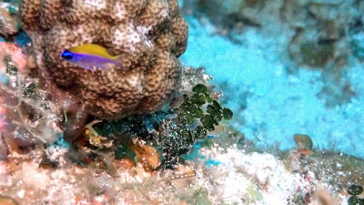 Chromis, Sunshinefish