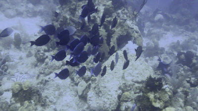 Tang, Blue