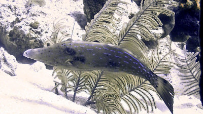 Filefish, Scrawled