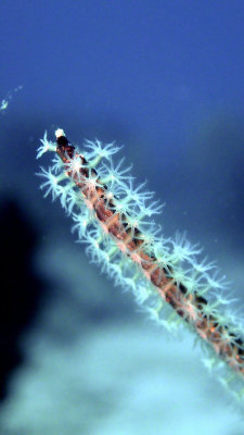 Coral, Sea Whip, Groved-Blade