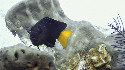 Damselfish, Yellowtail