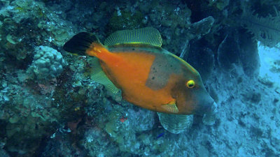 Filefish, Whitespotted