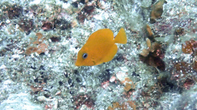 Tang, Blue - Juvenile