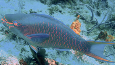 Parrotfish, Princess