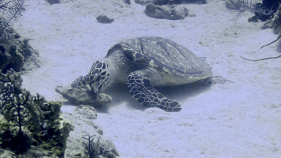 Sea Turtle, Hawksbill