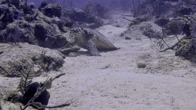 Sea Turtle, Hawksbill